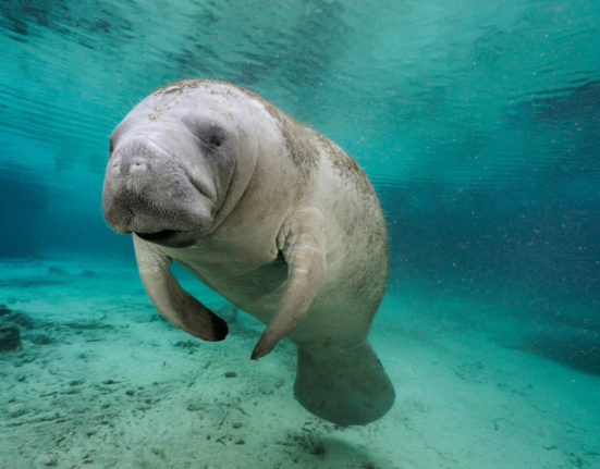 What does wildlife need now?