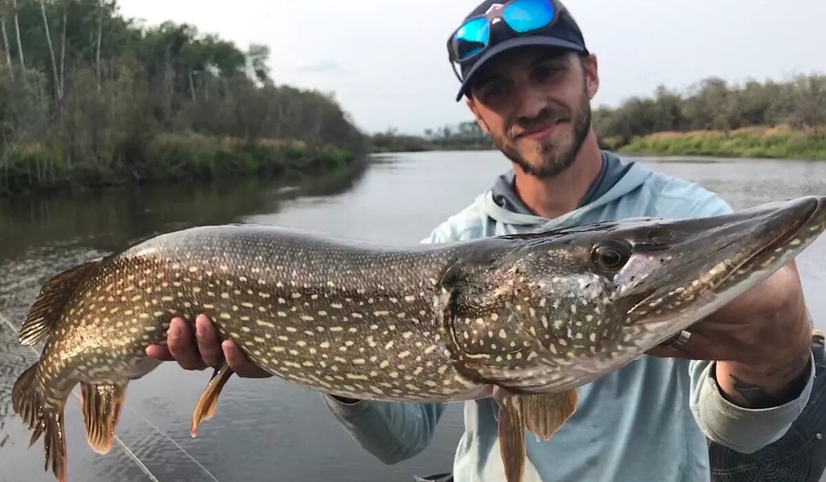 3 easy solutions to really catch pike on the fly