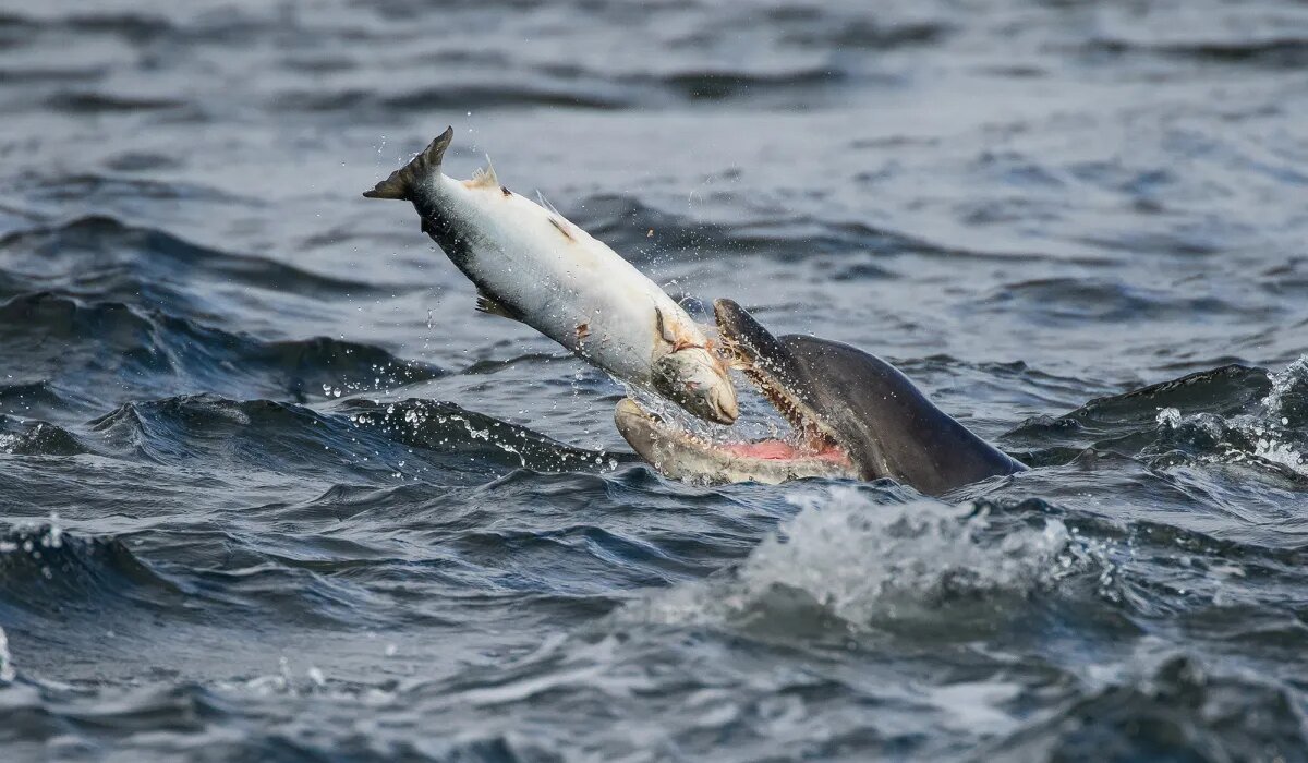 3 reasons why dolphins (almost) never get caught in the nets of recreational fishermen