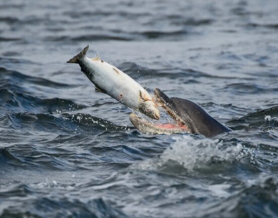 3 reasons why dolphins (almost) never get caught in the nets of recreational fishermen