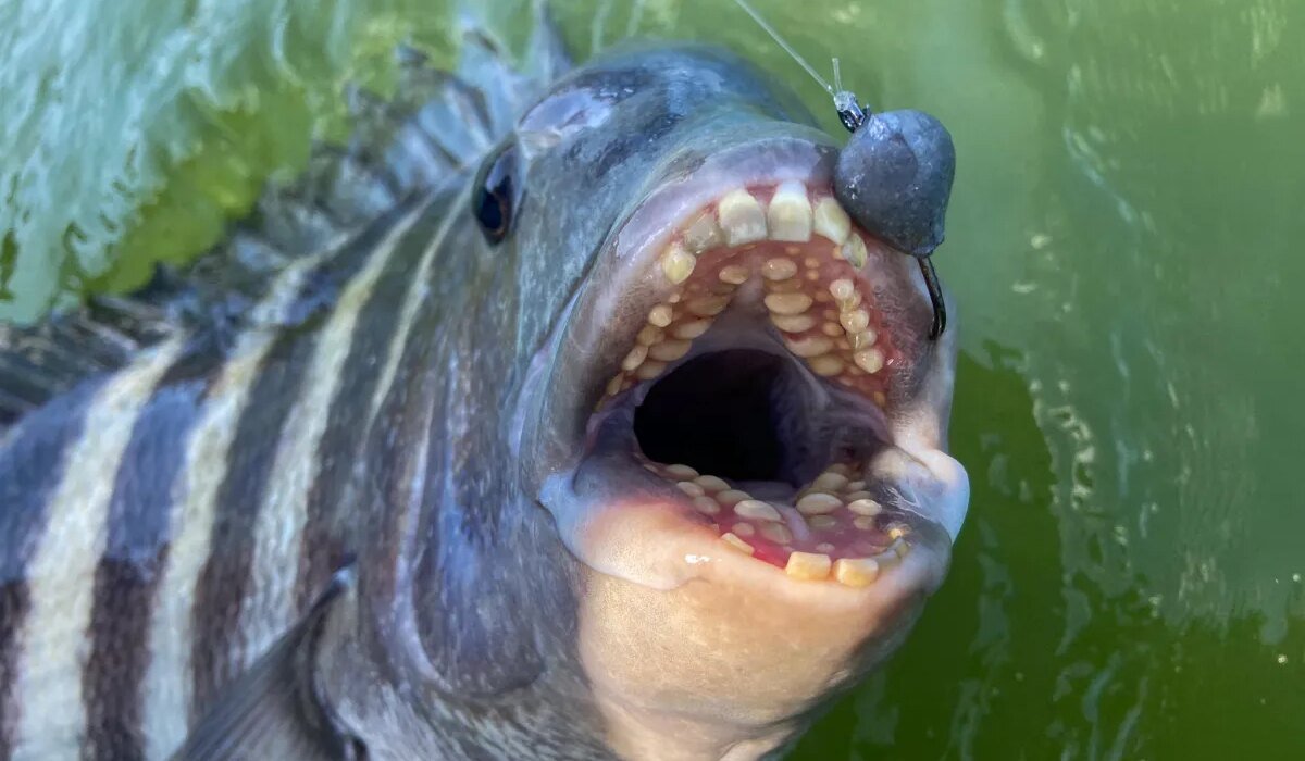 5 hardest fish to hook