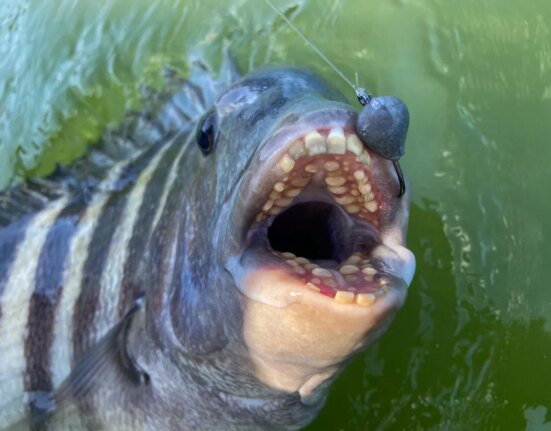 5 hardest fish to hook