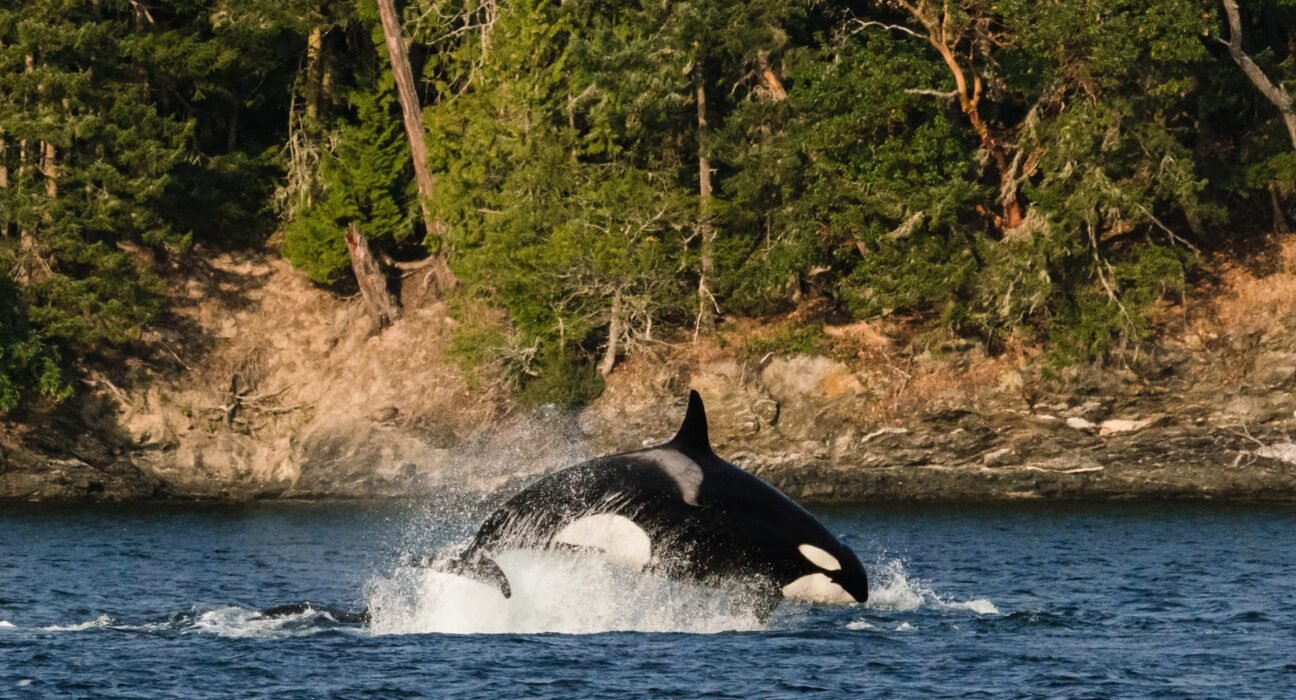 6 Best Hikes for Whale Watching