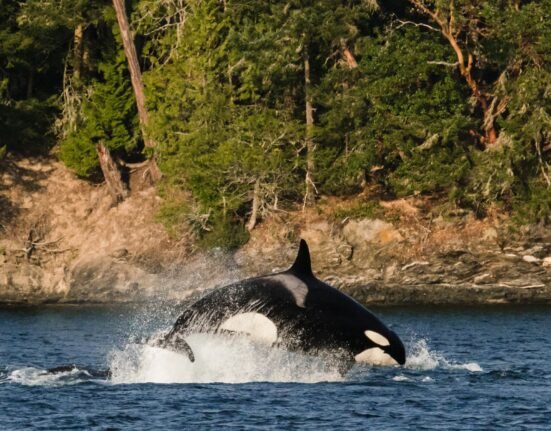 6 Best Hikes for Whale Watching