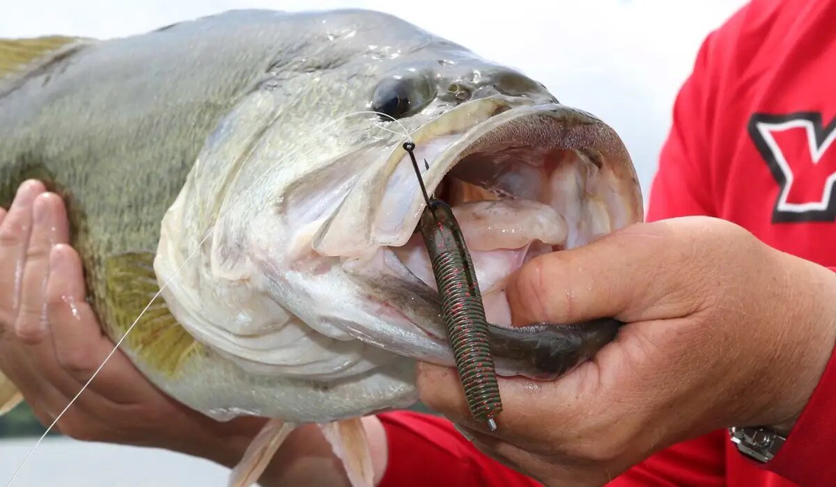 6 Reasons Green Pumpkin Is the Best Bass Lure Color Ever