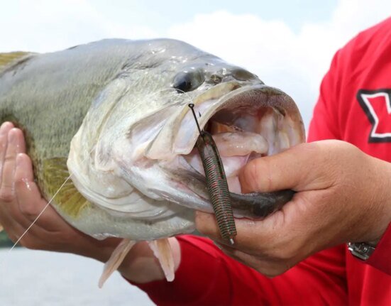 6 Reasons Green Pumpkin Is the Best Bass Lure Color Ever