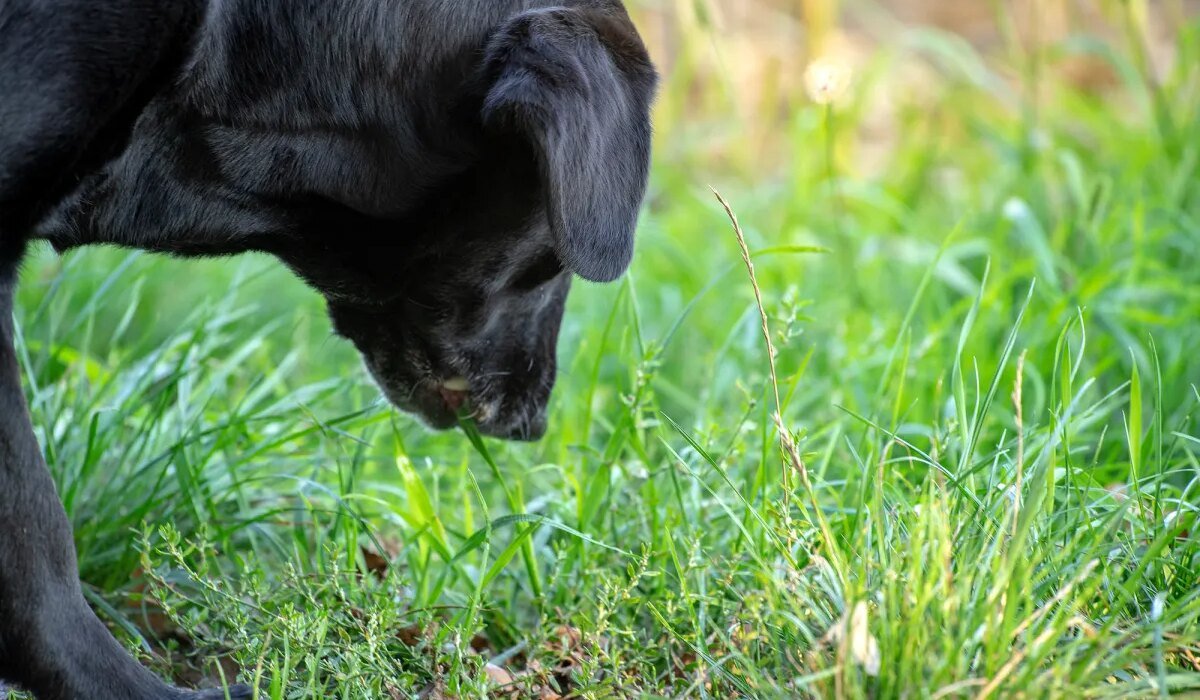 8 Common Wild Plants That Are Toxic to Your Dog