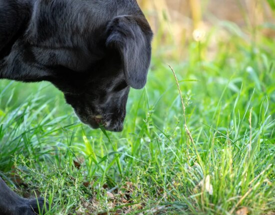 8 Common Wild Plants That Are Toxic to Your Dog