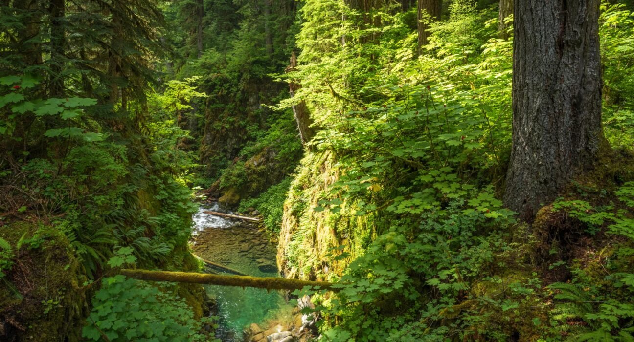 A forensic tool that catches serial killers identified a backcountry hiker missing for decades