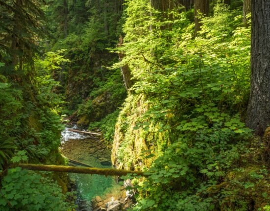 A forensic tool that catches serial killers identified a backcountry hiker missing for decades