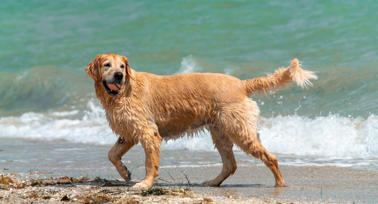 America's top dog-friendly beaches