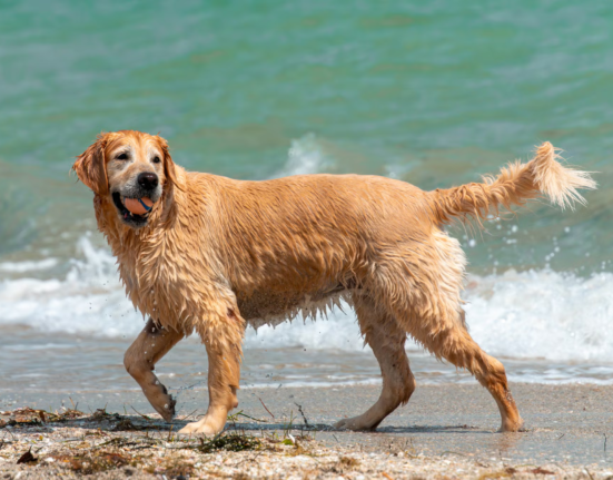 America's top dog-friendly beaches