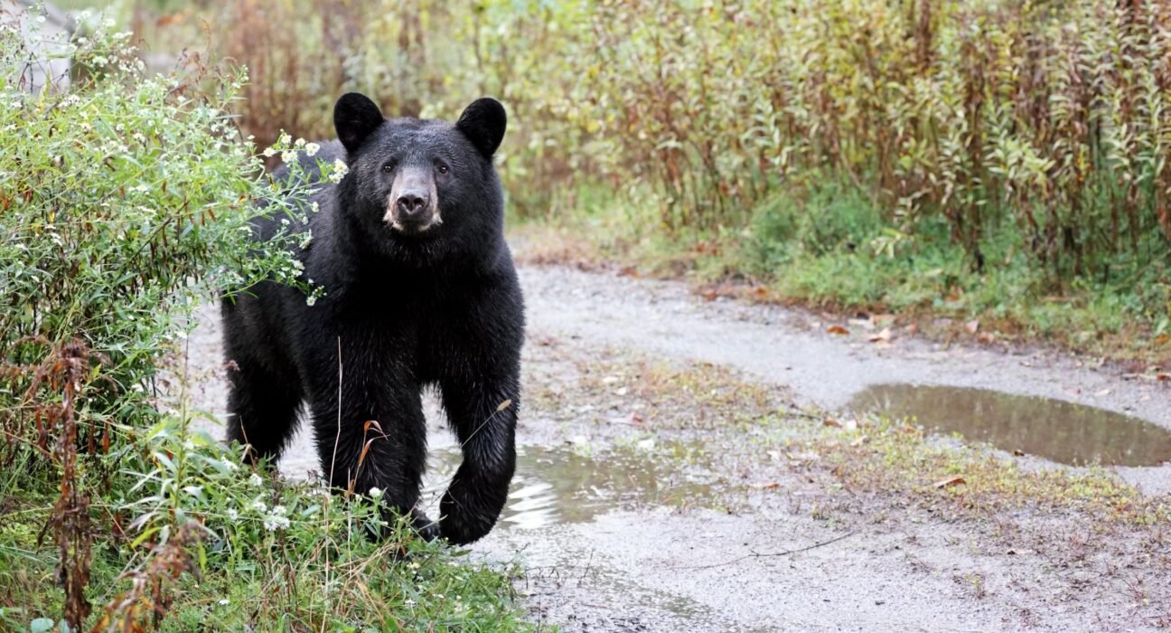 Are bear attacks on hikers really increasing? The reality is complex.