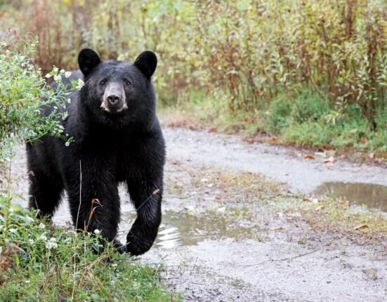 Are bear attacks on hikers really increasing? The reality is complex.