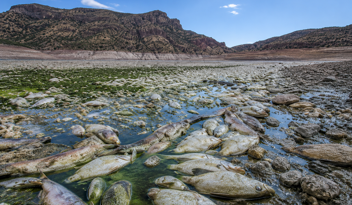 Arizona lake closed after fish die-off wipes out entire fish population