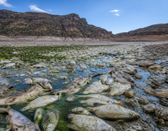 Arizona lake closed after fish die-off wipes out entire fish population