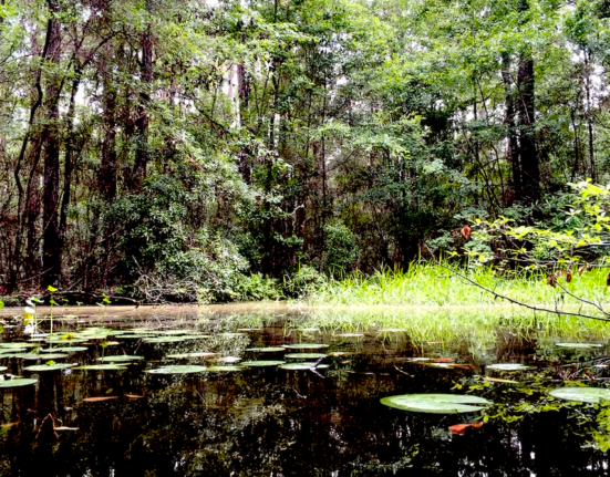 Bank Fishing Blueprint #010: Fishing in Blackwater Ponds