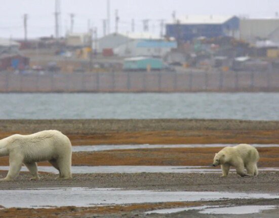 'Bear-dar' developers say new AI technology is already helping prevent polar bear conflict in the Arctic