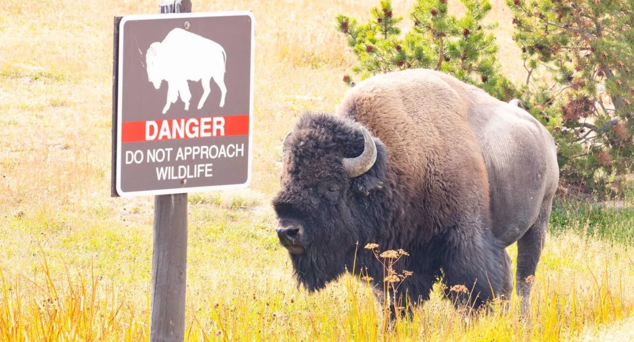 Bison attacks 12-year-old boy in Yellowstone National Park