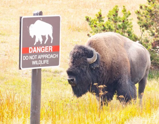 Bison attacks 12-year-old boy in Yellowstone National Park