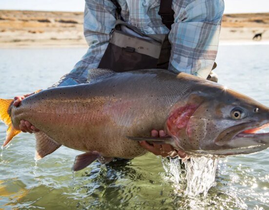 Brown trout are British imports. You Should Chase These 4 Native Trout To Celebrate America's 250th