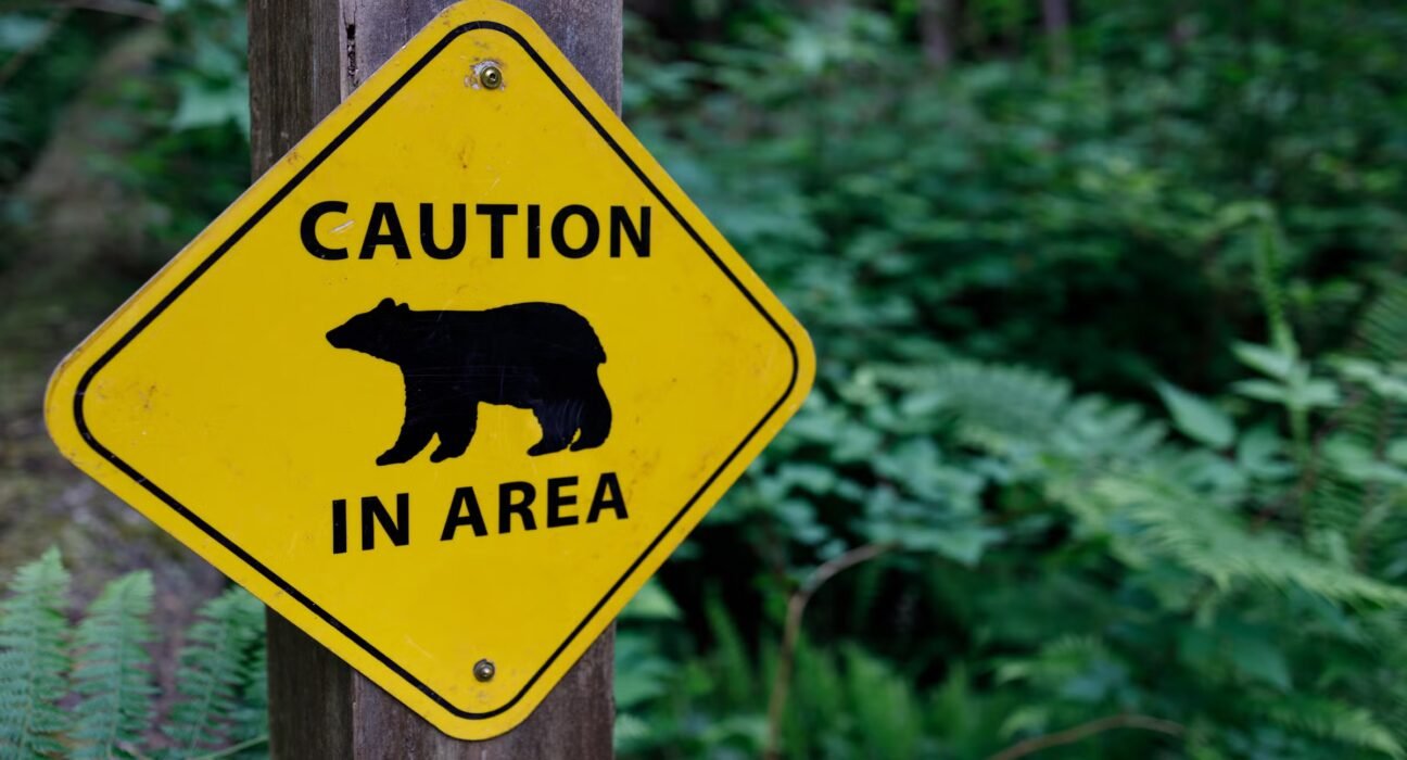 Colorado may record its first bear attack in 2026