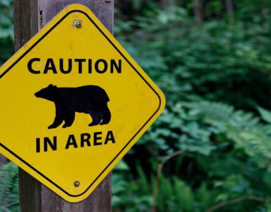 Colorado may record its first bear attack in 2026