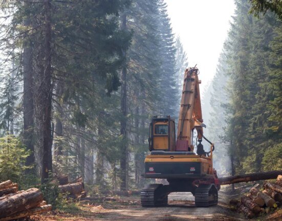 Environmentalists use Congress's own public lands loophole to sue over timber sales