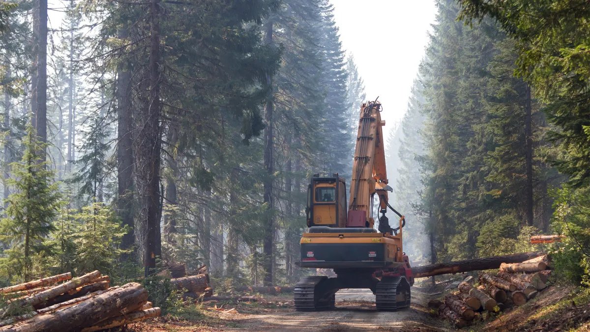 Environmentalists use Congress's own public lands loophole to sue over timber sales