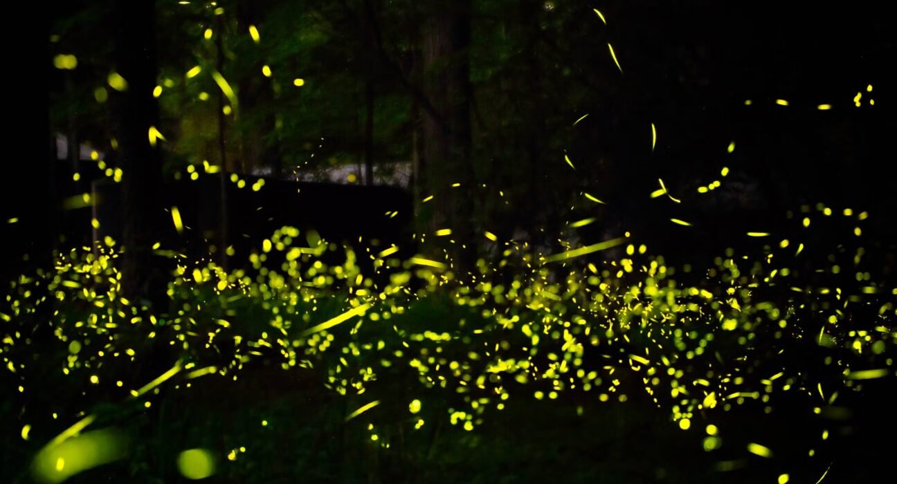 Firefly displays are still on at these lesser-known national parks
