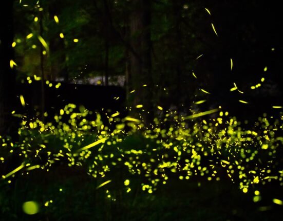Firefly displays are still on at these lesser-known national parks