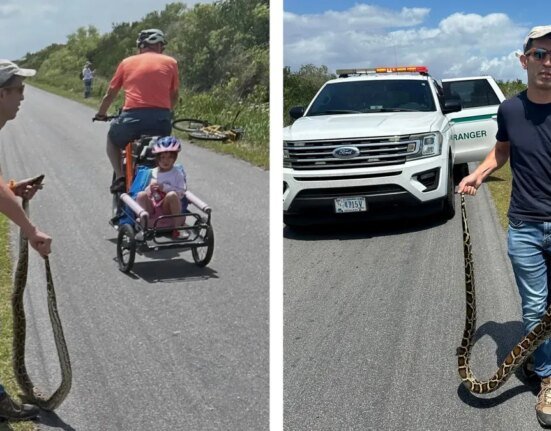 Florida desperately wants to exterminate its pythons. So why was this guy fined for removing one?
