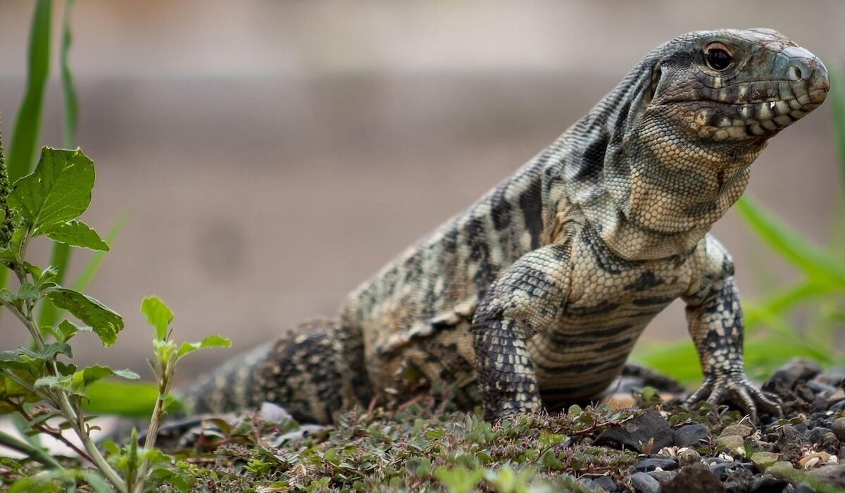Georgia urges residents to kill invasive tegu lizards