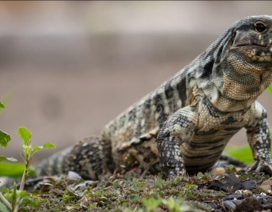 Georgia urges residents to kill invasive tegu lizards