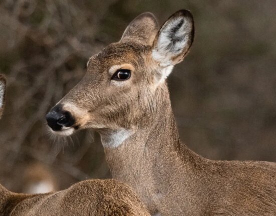 Have you ever purchased a Texas fishing or hunting license? You may have been hacked