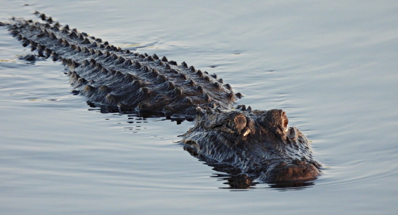 Hero Alligator Attacks Fleeing DWI Suspect, Slowing His Apprehension