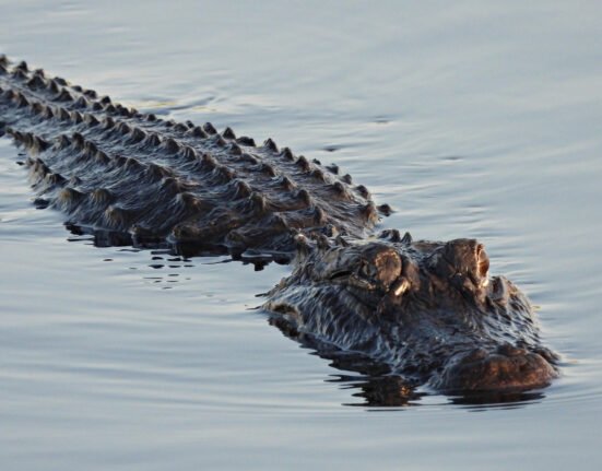 Hero Alligator Attacks Fleeing DWI Suspect, Slowing His Apprehension