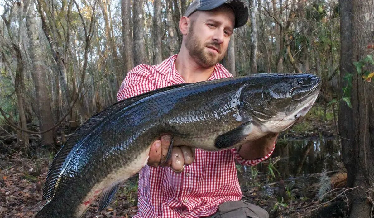 How to Catch Fierce Bowfin in Rivers and Tidal Systems