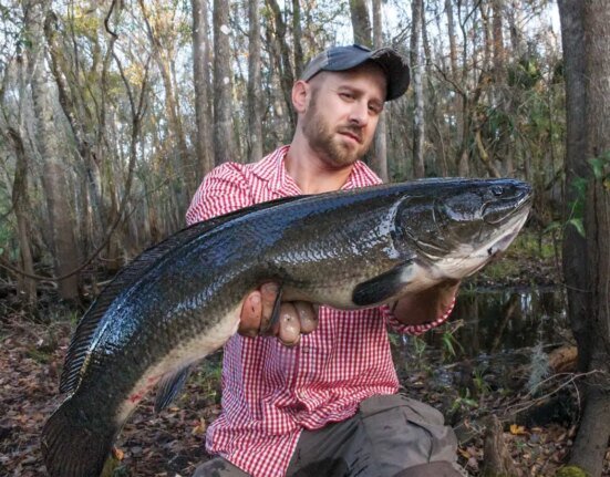 How to Catch Fierce Bowfin in Rivers and Tidal Systems