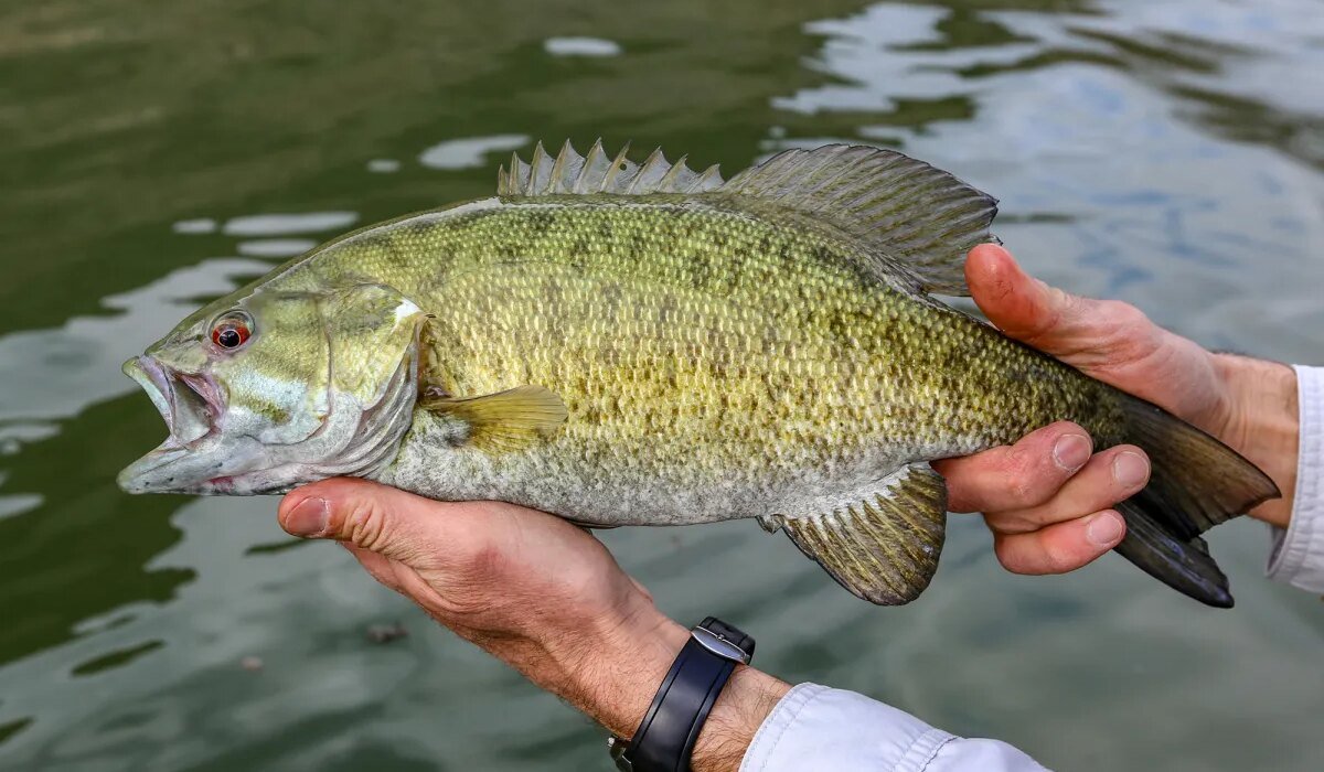How to Catch Smallmouth Bass in Rivers