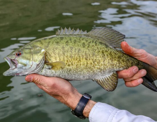 How to Catch Smallmouth Bass in Rivers