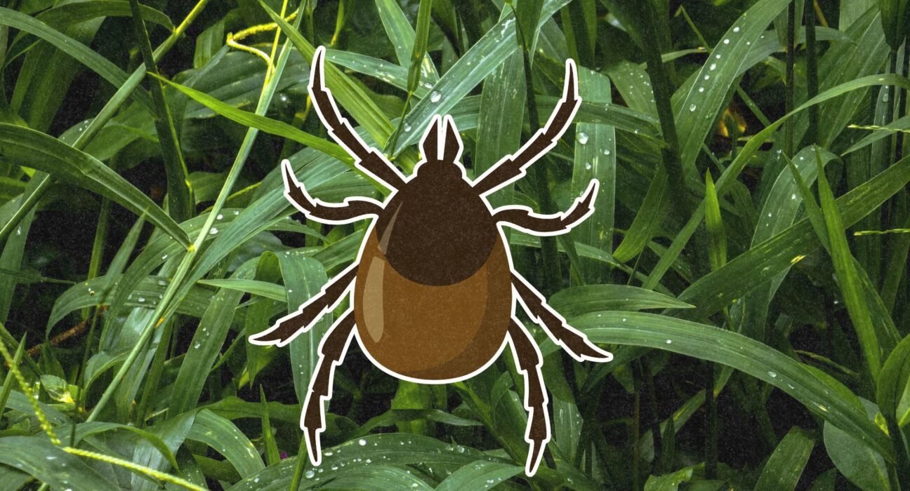 How to Safely Remove Ticks and Avoid Lyme Disease
