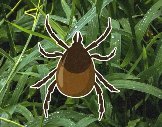 How to Safely Remove Ticks and Avoid Lyme Disease