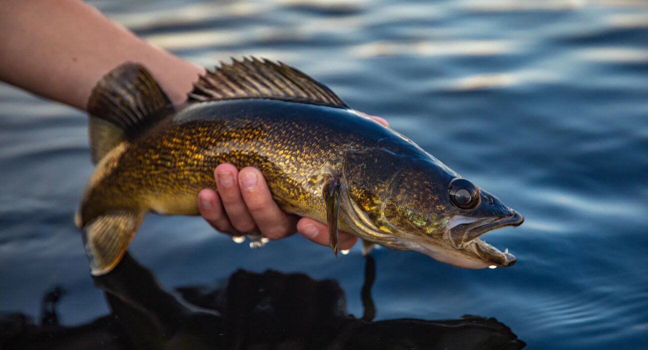 Idaho wants fishermen to kill walleye