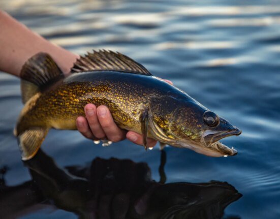 Idaho wants fishermen to kill walleye