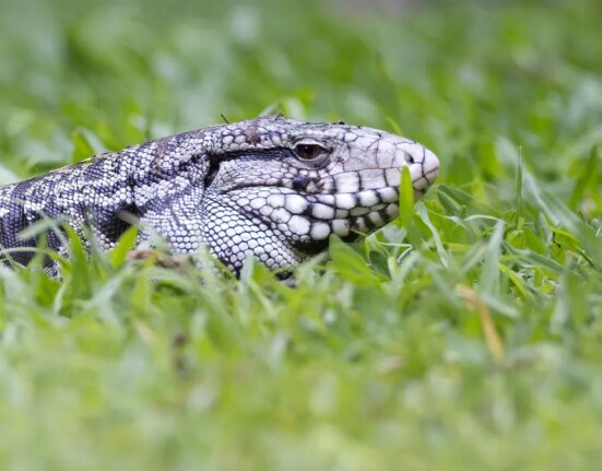 Invasive dog-sized lizards are spreading in Georgia, officials warn