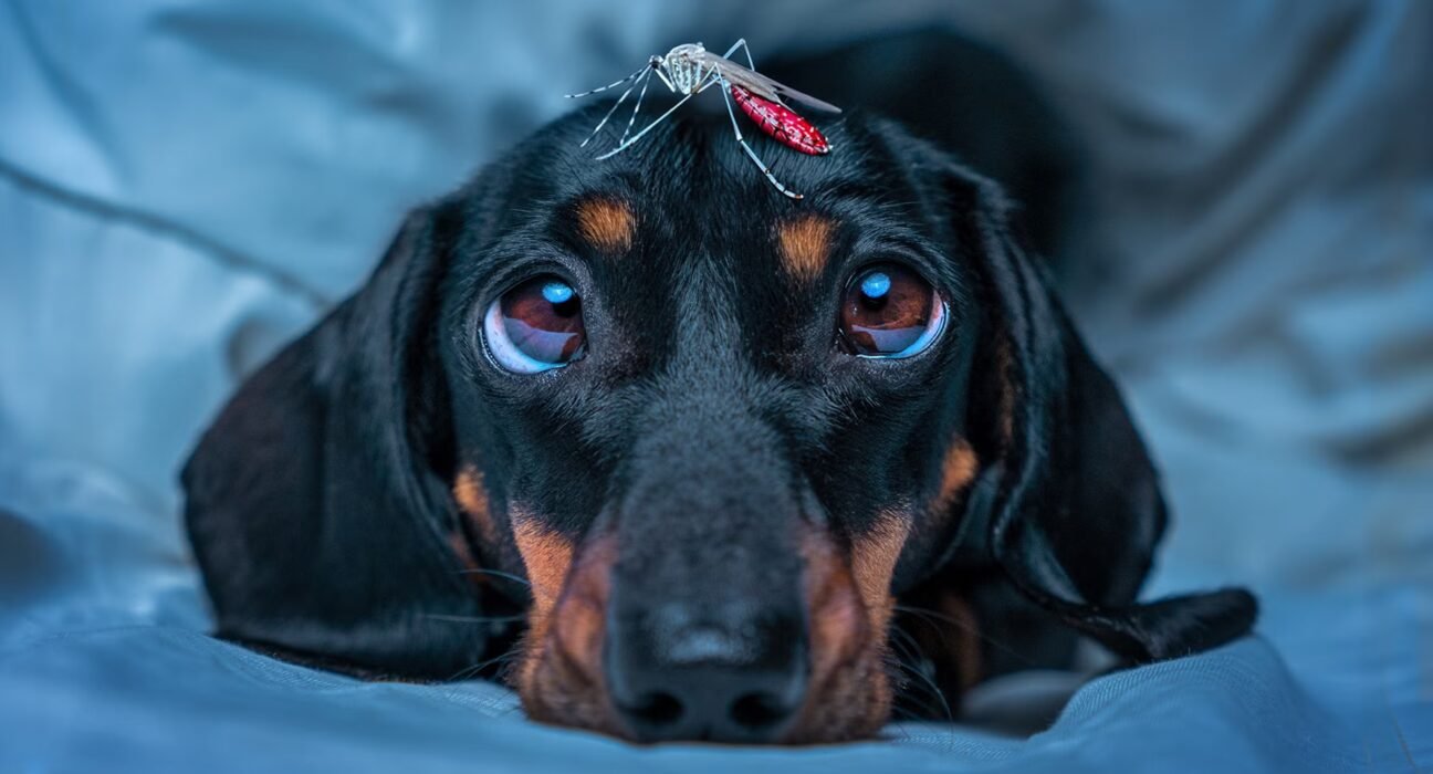 Is bug spray safe for dogs? What to know to keep puppies safe.