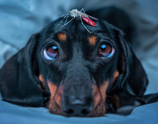 Is bug spray safe for dogs? What to know to keep puppies safe.