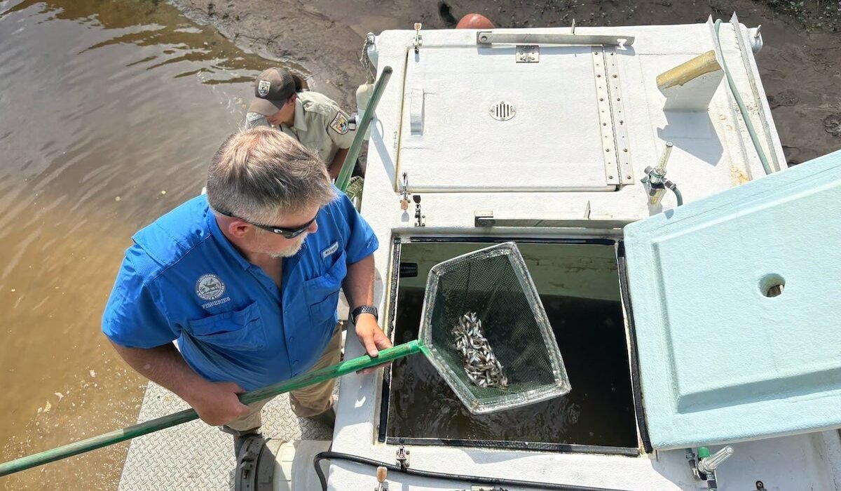 Louisiana releases thousands of Gulf strain striped bass into Pearl River