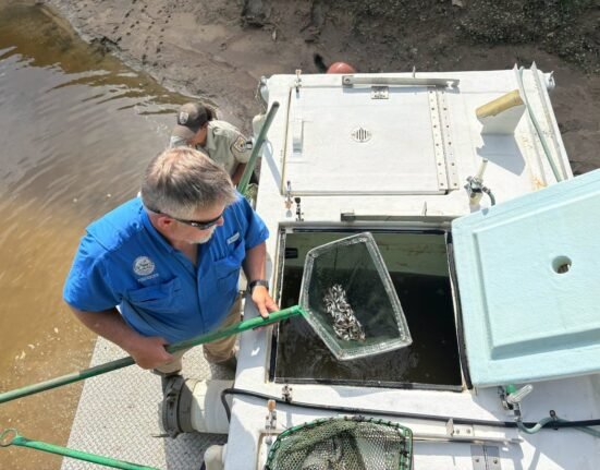 Louisiana releases thousands of Gulf strain striped bass into Pearl River